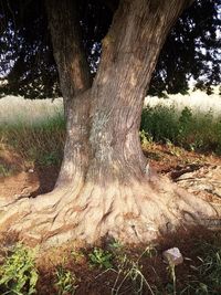 Close-up of tree trunk in field