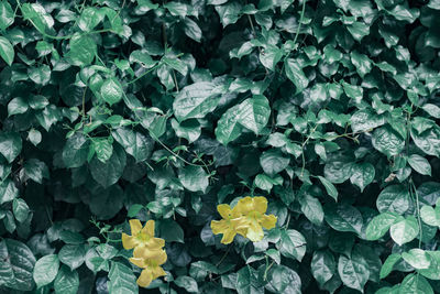 Full frame shot of flowering plants