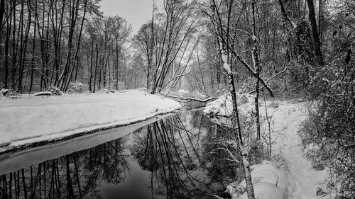 Trees on snow covered landscape