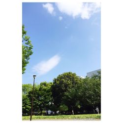 Trees against cloudy sky