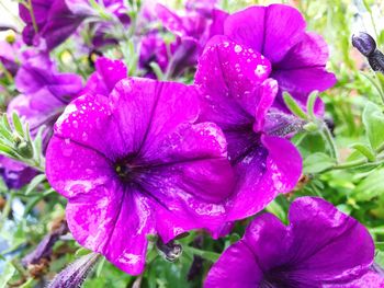 Close-up of water drops on flowers