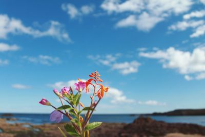 Close-up of flowering plant by sea against sky