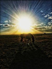 View of horse on field against bright sun