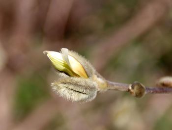 Close-up of flower buds