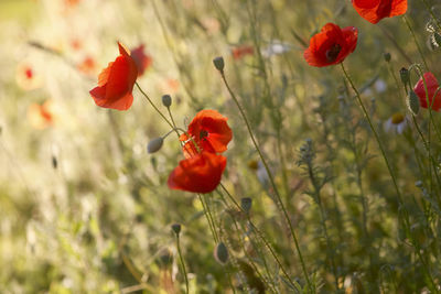 Red poppy flowers blooming on field