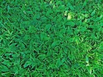 Full frame shot of green leaves