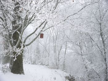 Close-up of bare trees during winter