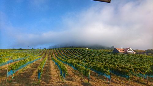 Scenic view of vineyard against cloudy sky