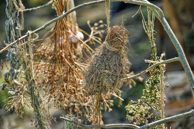 Close-up of bird perching on branch