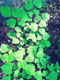 High angle view of plant growing on field