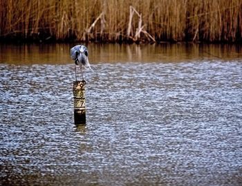 View of bird in lake