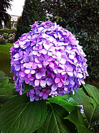 Close-up of purple flowers