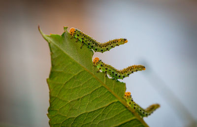 Close-up of lizard on leaf