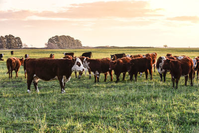 Horses grazing in a field