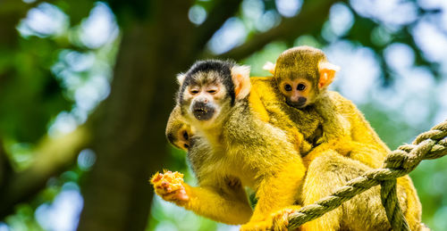 Monkey sitting on branch