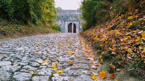 Surface level of footpath amidst plants during autumn