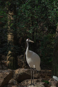 Close-up of bird