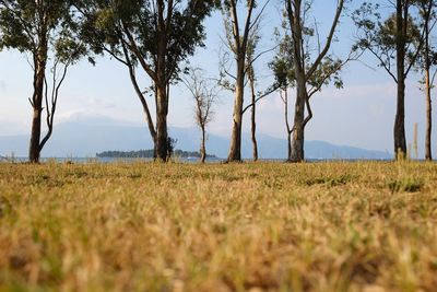 Trees on field against sky