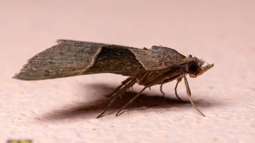 Close-up of insect