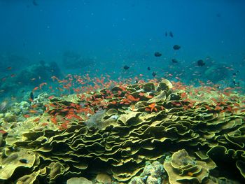 Fish swimming in sea