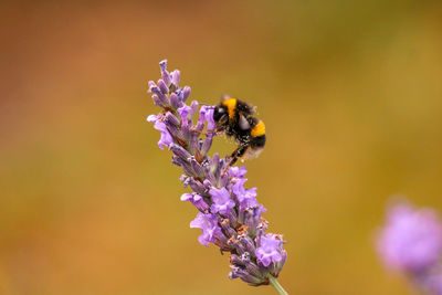 Close-up of bee pollinating on flower