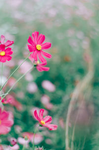 Close-up of pink cosmos flowers