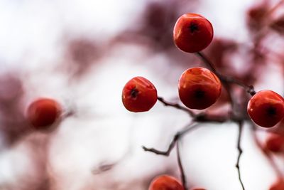 Close-up of fruits on branch