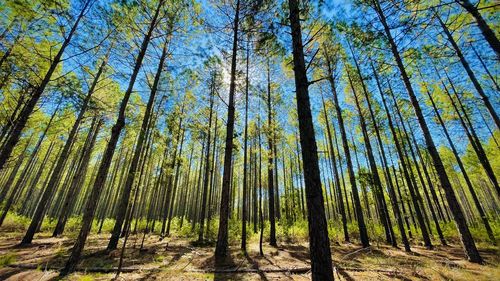 Low angle view of bamboo trees in forest