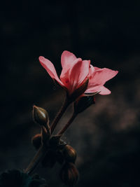 Close-up of pink rose flower