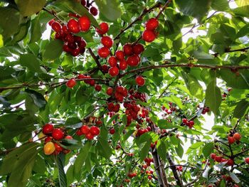 Low angle view of red berries growing on tree