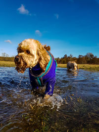 Dog in a water