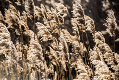 Close-up of plants