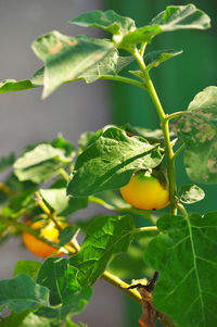 Close-up of lemon growing on plant