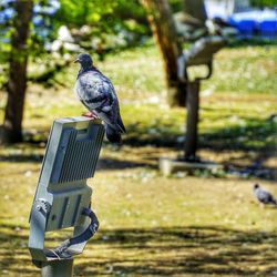 Bird perching on a metal