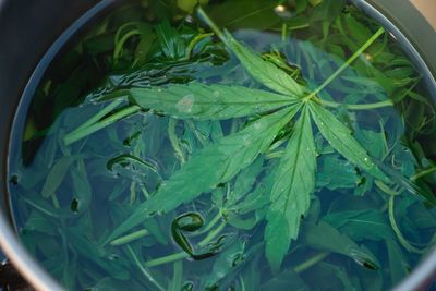 High angle view of leaves in bowl