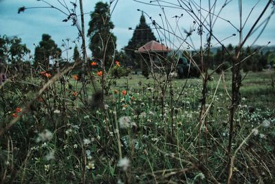 Plants growing on field against sky