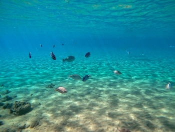 High angle view of fish swimming in sea