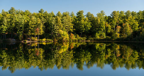 Trees mirrored on the glass lake in connecticut.