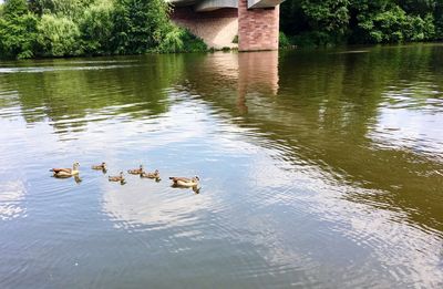 Ducks swimming in lake