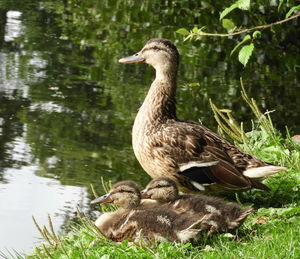 Duck on a lake