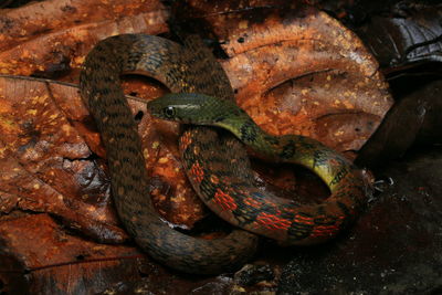 Close-up of lizard on rusty metal