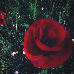 Close-up of red poppy blooming in field