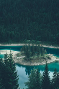 Scenic view of lake by trees in forest