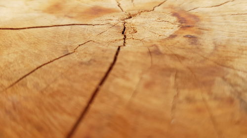 Full frame shot of tree stump