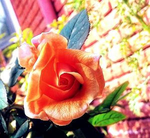 Close-up of rose blooming