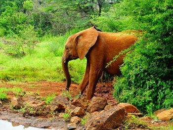 View of a baby elephant in the dschungel forest