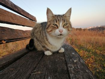 Portrait of a cat on wood