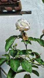 Close-up of bee on plant