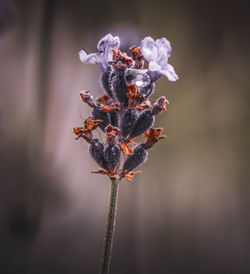 Close-up of wilted plant