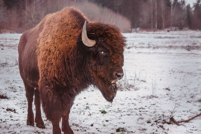 A bison stand on the field at winter with the forest on the background